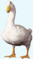 "Aflac"